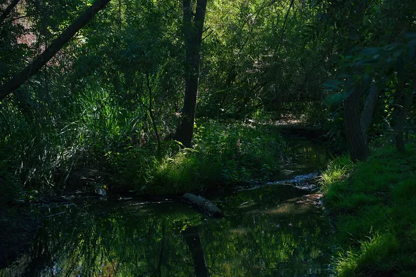 Shaded creek and riparian trees in the Arroyo Seco, Pasadena