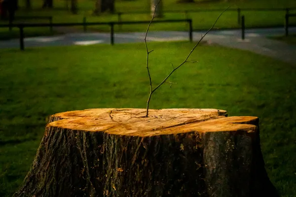 Wide fresh-cut stump on a lawn in a park, a small sprout on top