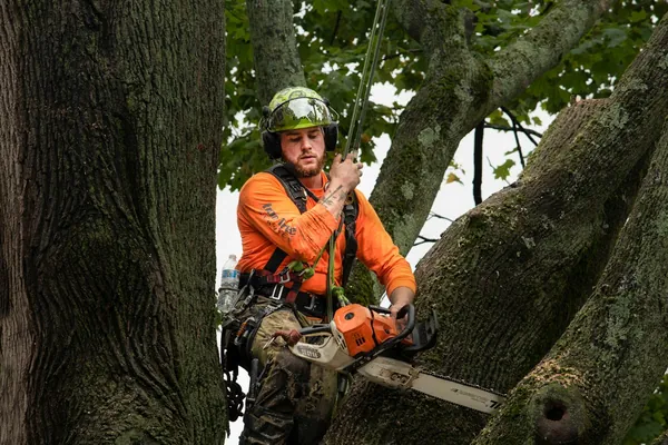 Climber in an orange shirt and helmet working with a chainsaw between two large trunks