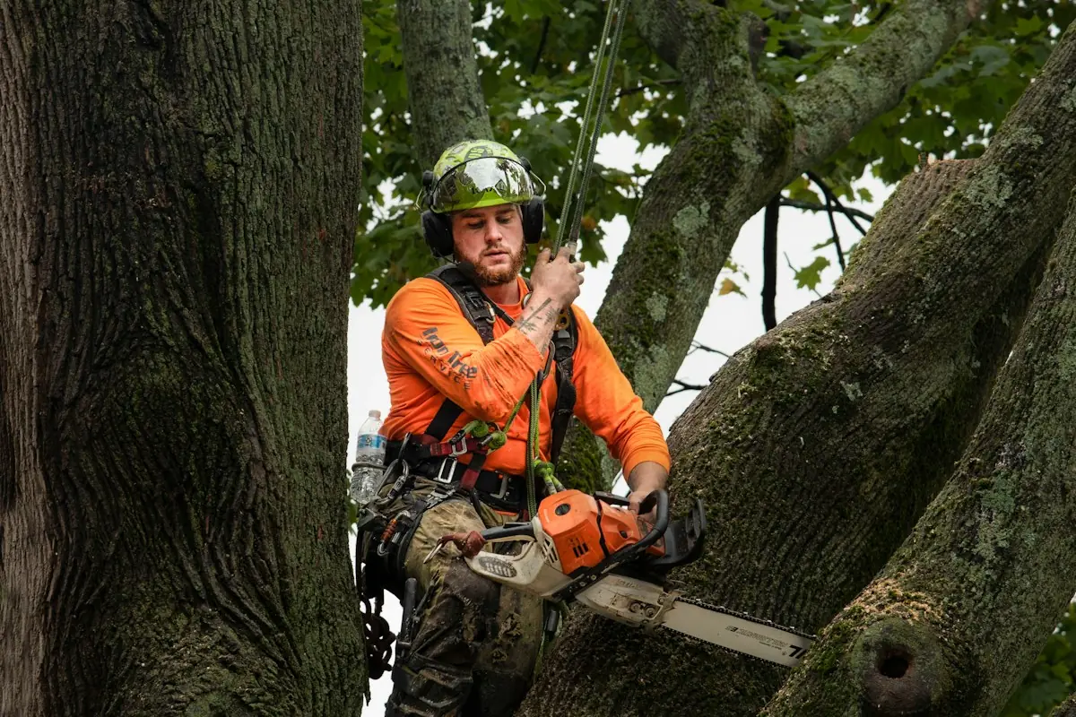 Climber in an orange shirt and helmet working with a chainsaw between two large trunks