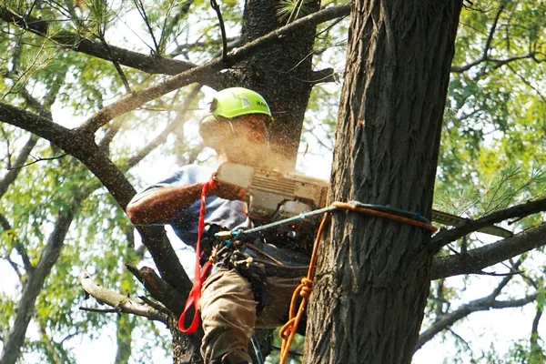 Climber roped into a pine trunk, cutting with a chainsaw