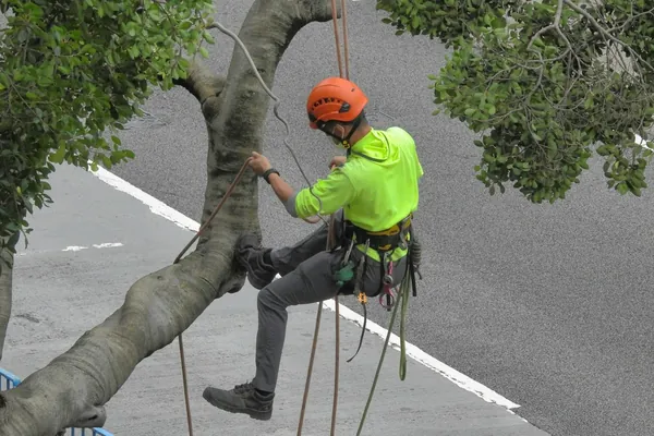 Climber in a hi-vis shirt and helmet on a limb above a road