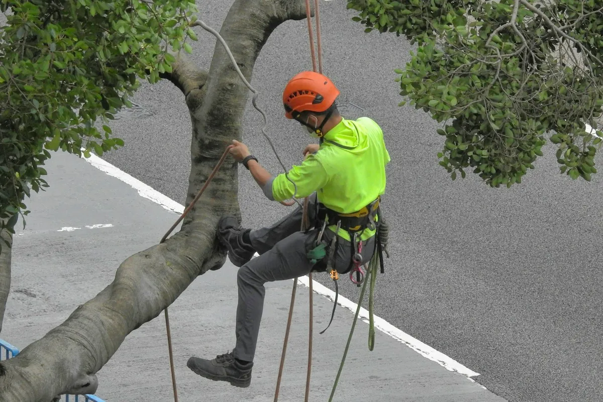 Climber in a hi-vis shirt and helmet on a limb above a road