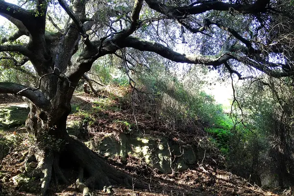 Old coast live oak with a twisting trunk and wide canopy on a slope