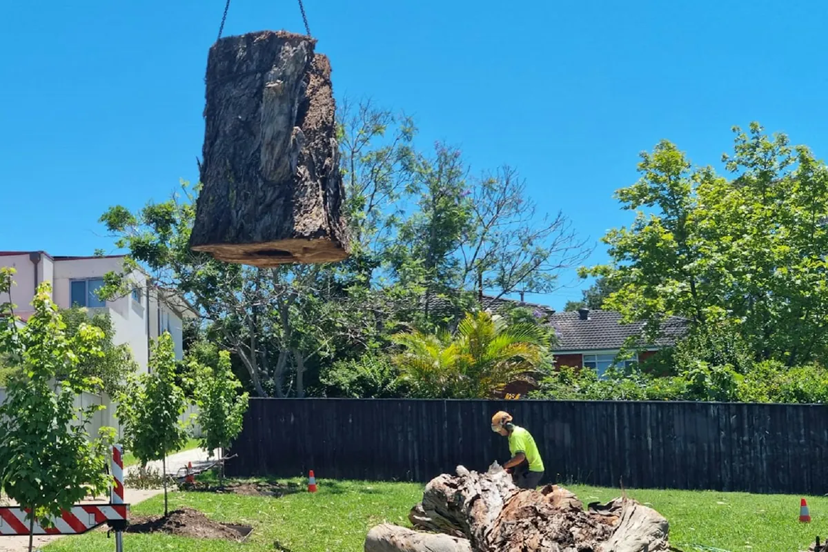 Crane lifting a large trunk section over a lawn while a worker cuts logs below