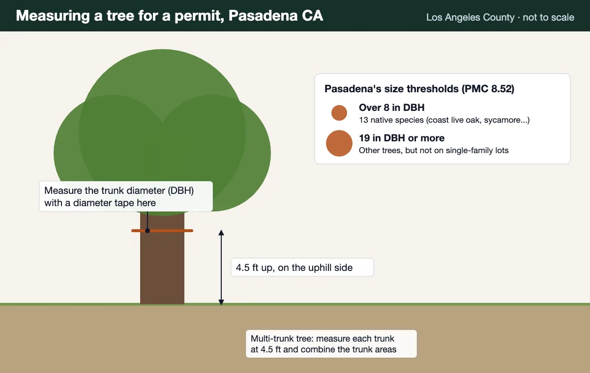 Diagram showing a trunk measured 4.5 feet up on the uphill side, with Pasadena's 8 inch native and 19 inch mature thresholds