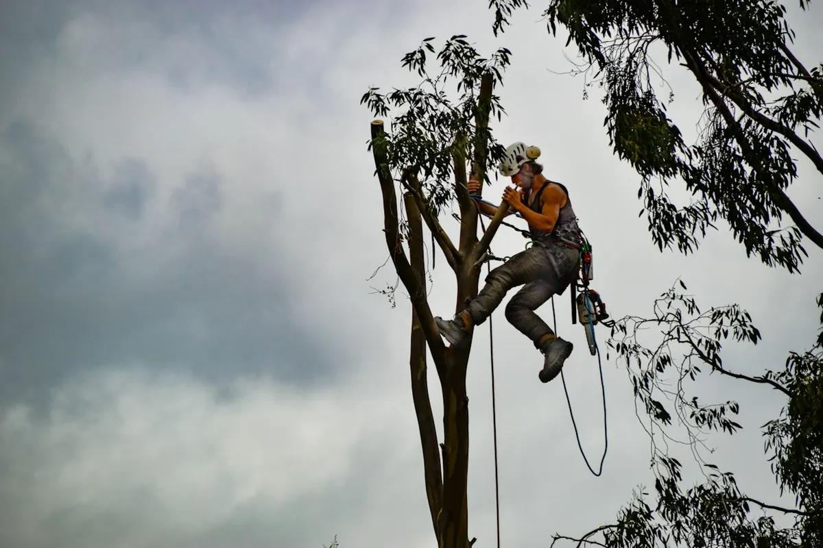 Climber roped into a tall eucalyptus, cutting the top down in sections