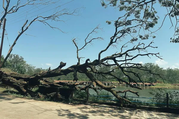 Large fallen tree lying across a paved path
