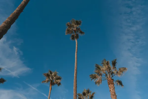 Very tall, thin fan palms against a blue sky