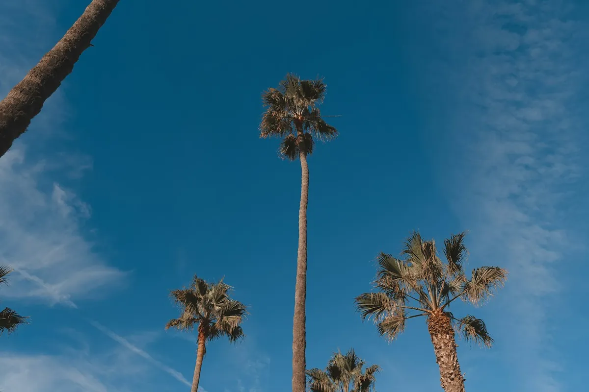 Very tall, thin fan palms against a blue sky