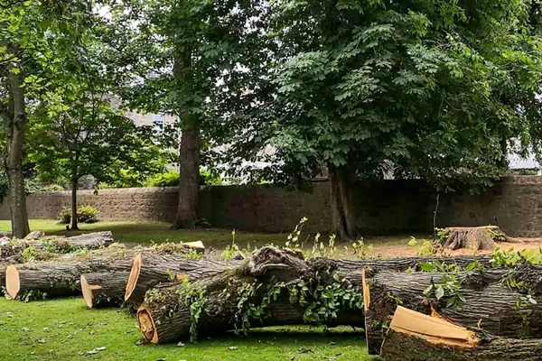 Cut trunk sections lying in a row on a lawn after a removal
