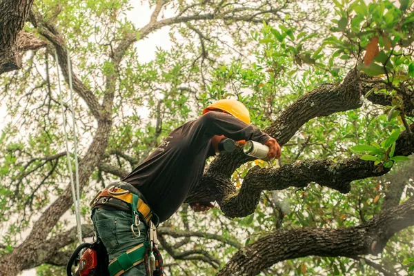 Climber standing on a broad limb inside a wide canopy, pruning