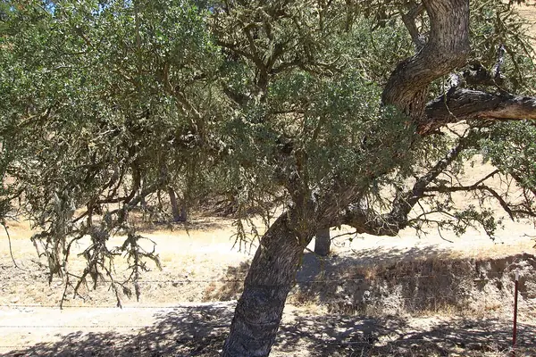 Coast live oak with a leaning trunk on a dry summer hillside