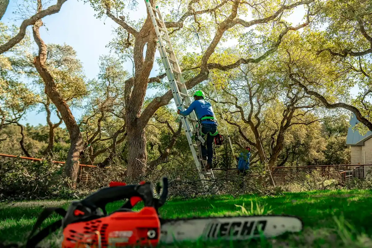 Worker on a ladder pruning a spreading oak, a chainsaw on the grass in front