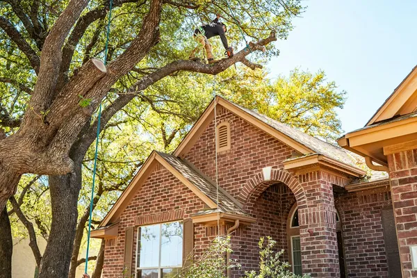 Worker trimming a large oak beside a brick house, cut branches on the lawn