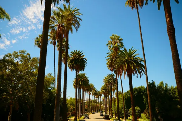 Rows of tall palms lining a street under a blue sky