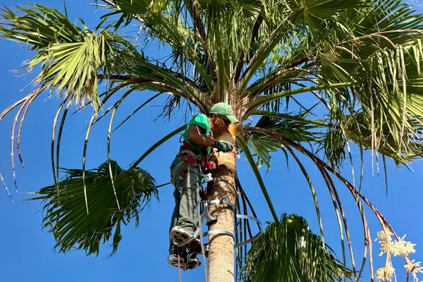 Climber cutting dead fronds from the crown of a tall fan palm