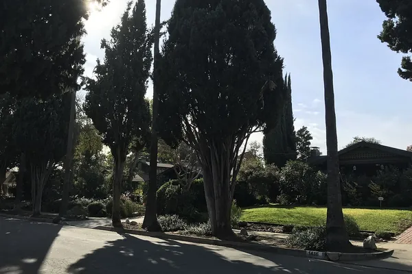 Tall palms and Italian cypress on Palm Terrace in Pasadena