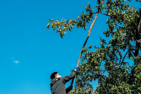 Man in work gloves reaching a long pole up into the branches of a fruit tree against a blue sky