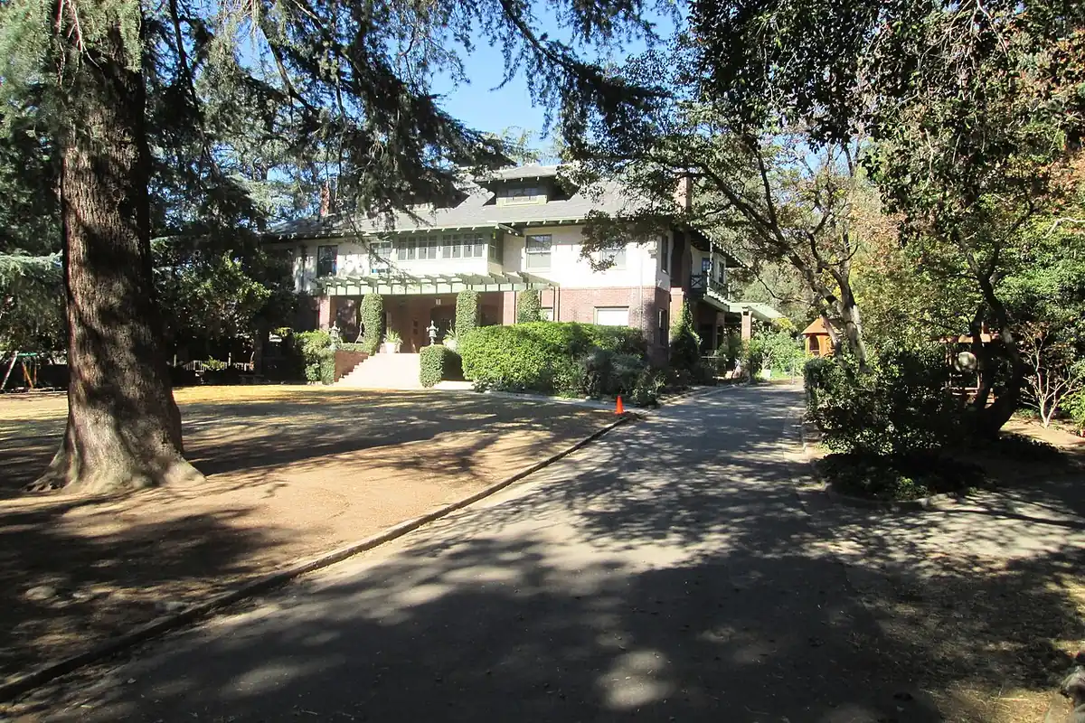 Large conifers shading a driveway and an older house in Altadena