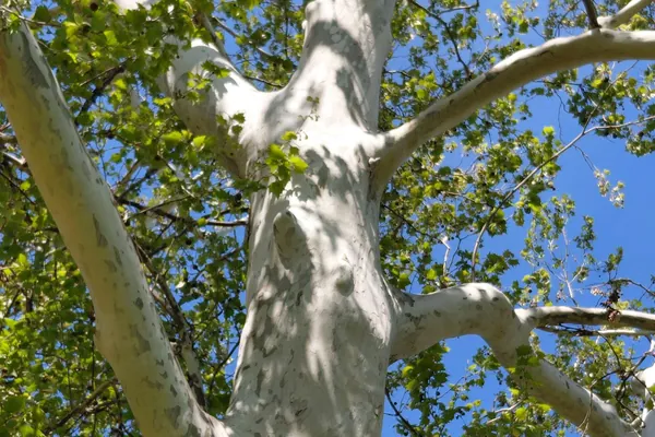 White-barked sycamore trunk and limbs against a blue sky