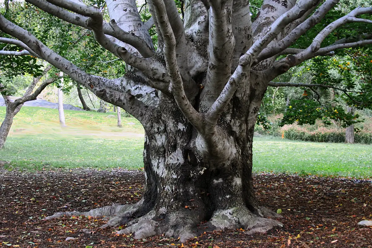 Thick white and gray trunk of a mature sycamore in a park