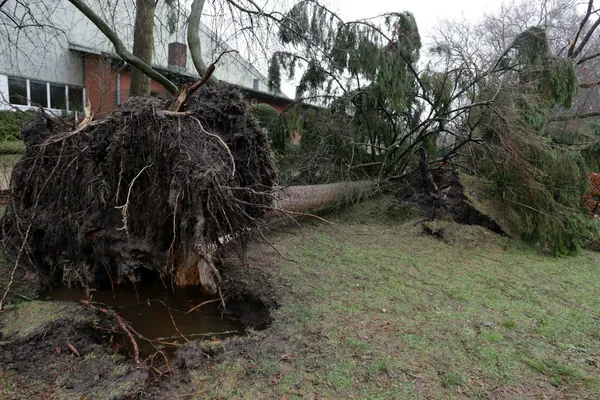 Large evergreen tree blown over in a yard, its root plate torn out of the ground
