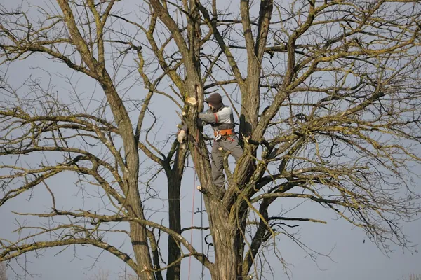 Climber pruning a large tree with bare winter branches